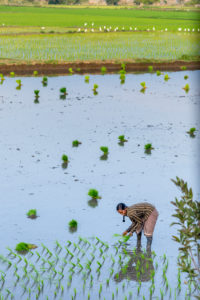 Indian female field workers working together on rice field Indian female field workers working together on rice field
